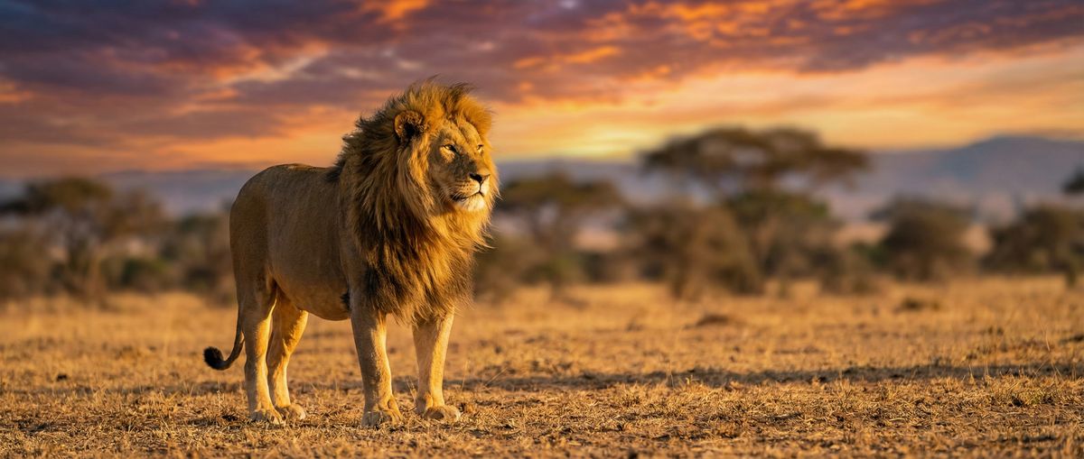 抖音风动物写真视频社区