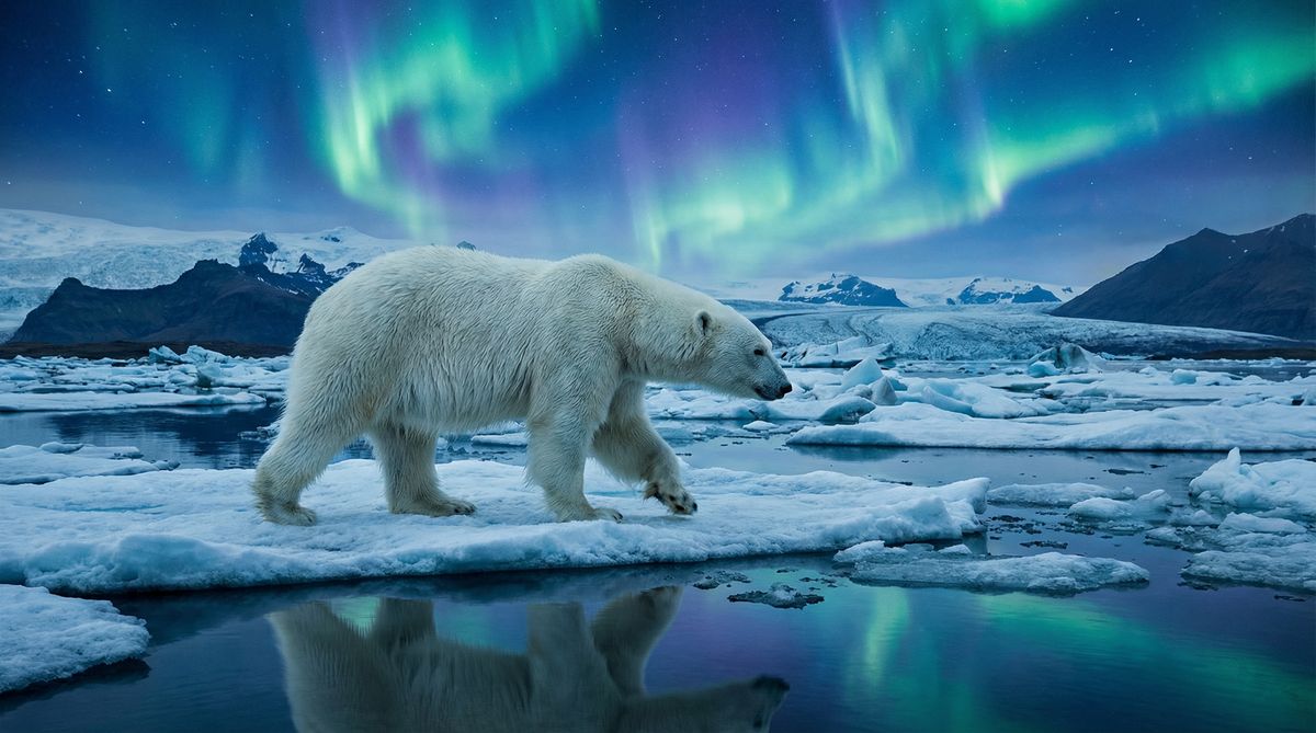 抖音风北极熊视频